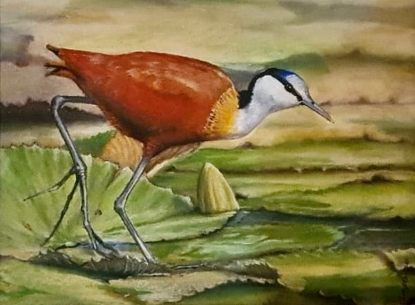 Jacana Bird Artwork