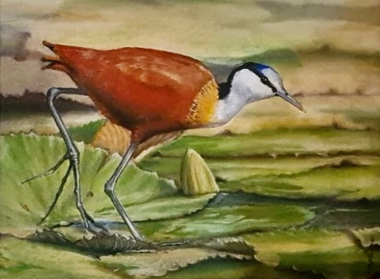 Jacana Bird Artwork