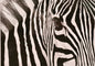 Zebra Artwork African Wildlife Wall Art Chalk Pastel